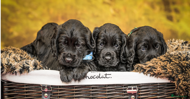 Cocker Spaniel dogs - Advert 8