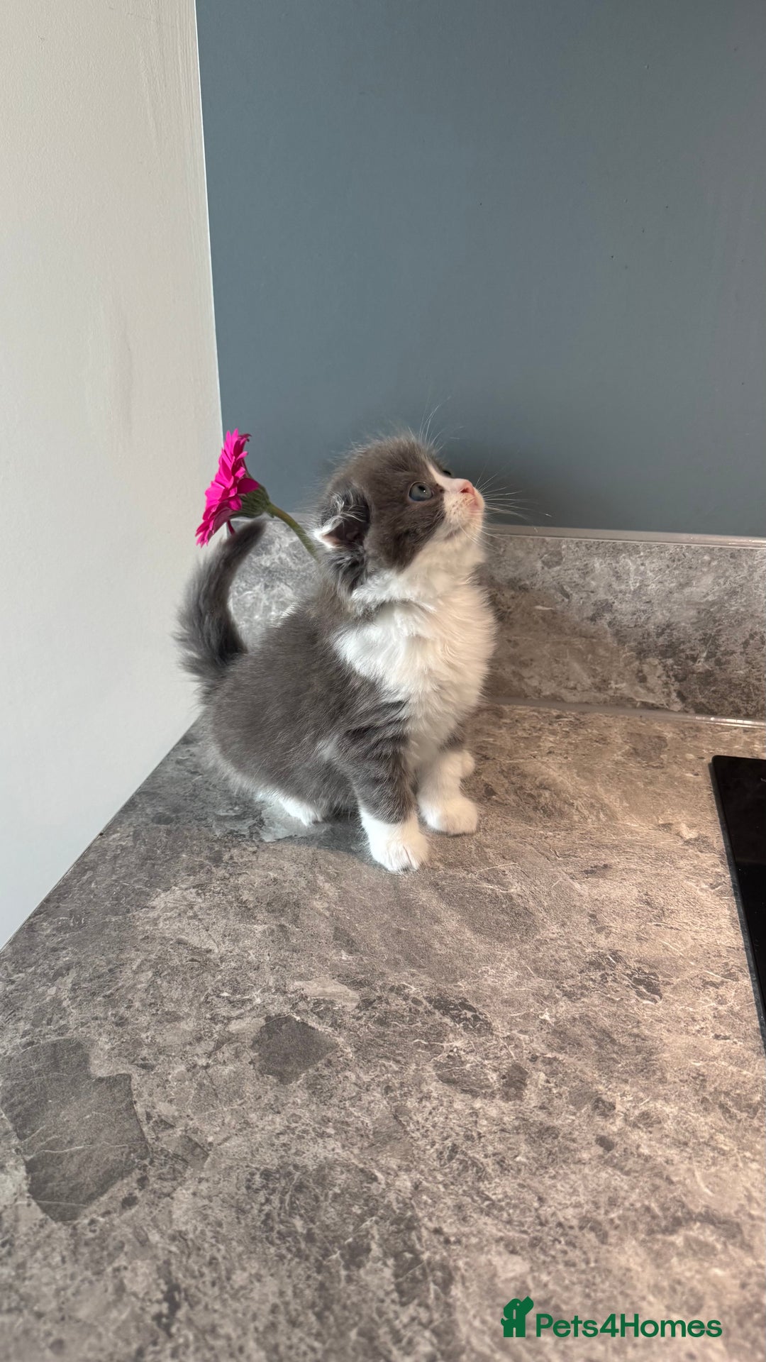British Shorthair cats for sale: 🐾✨ READY for Their Forever Home ✨🐾 - Image 25