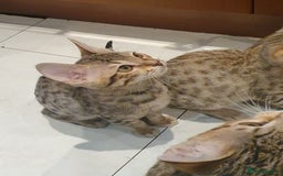 Savannah cats for sale: Fabulous F5 SBT Savannah Kittens! - Image 16