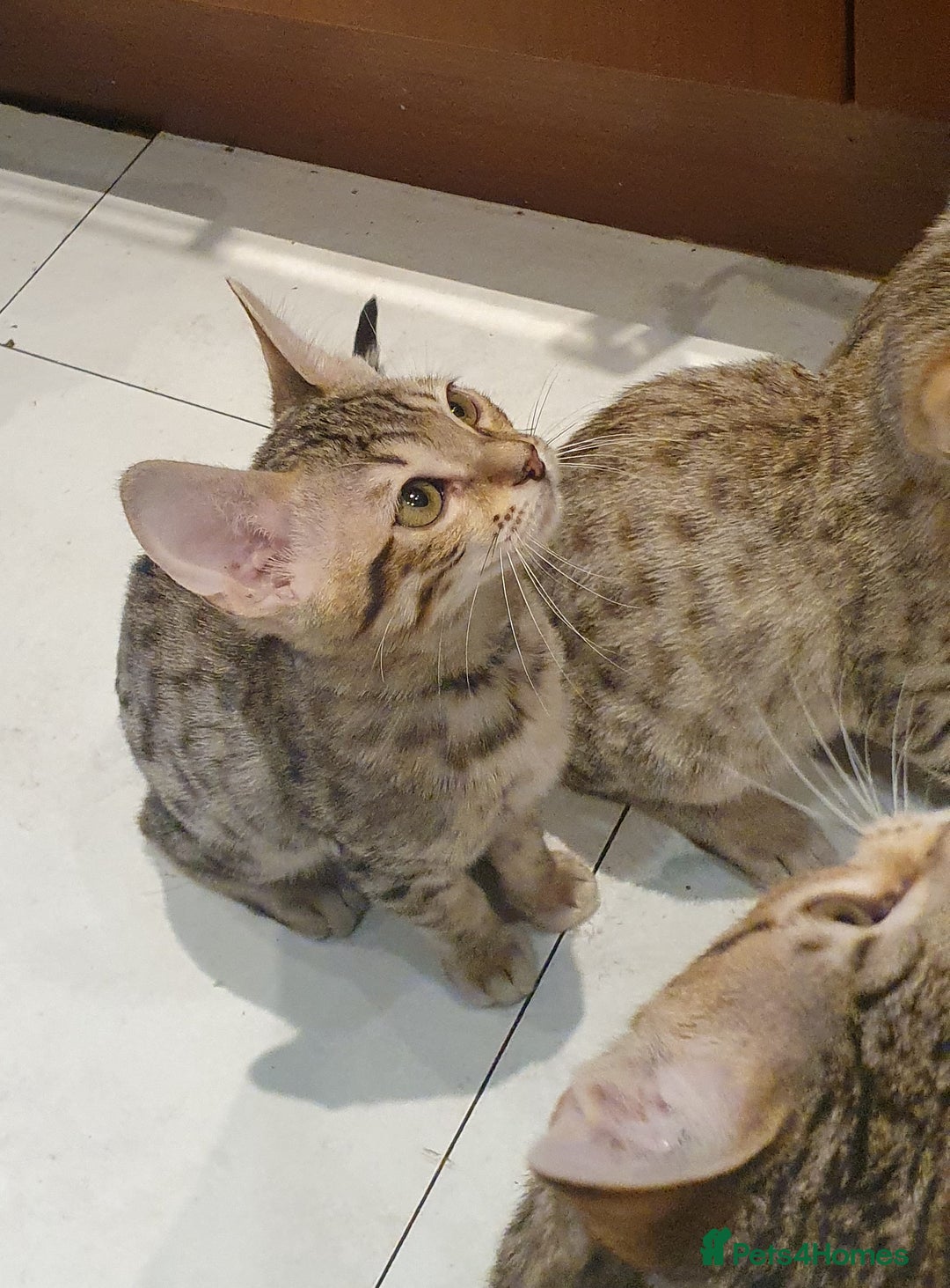 Savannah cats for sale: Fabulous F5 SBT Savannah Kittens! - Image 16