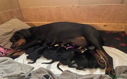 Dobermann dogs for sale: FULLY HEALTH & HEART TESTED KC in Whitland - Image 5