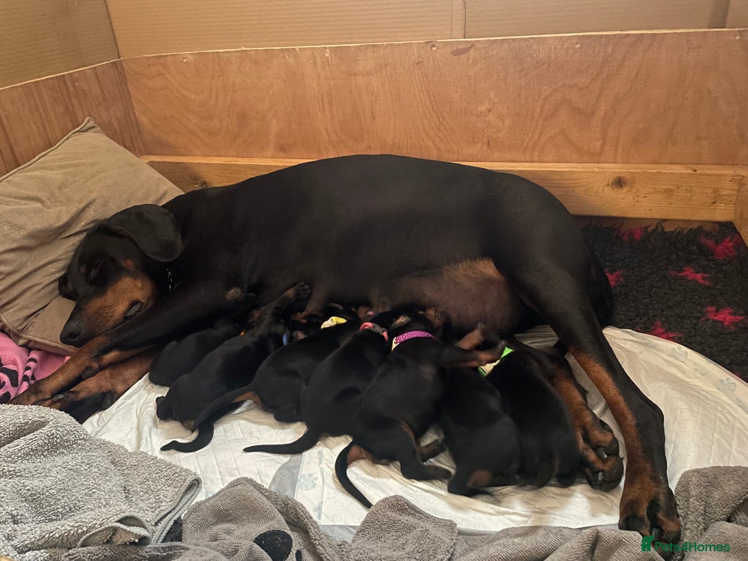Dobermann dogs for sale: FULLY HEALTH & HEART TESTED KC in Whitland - Image 5