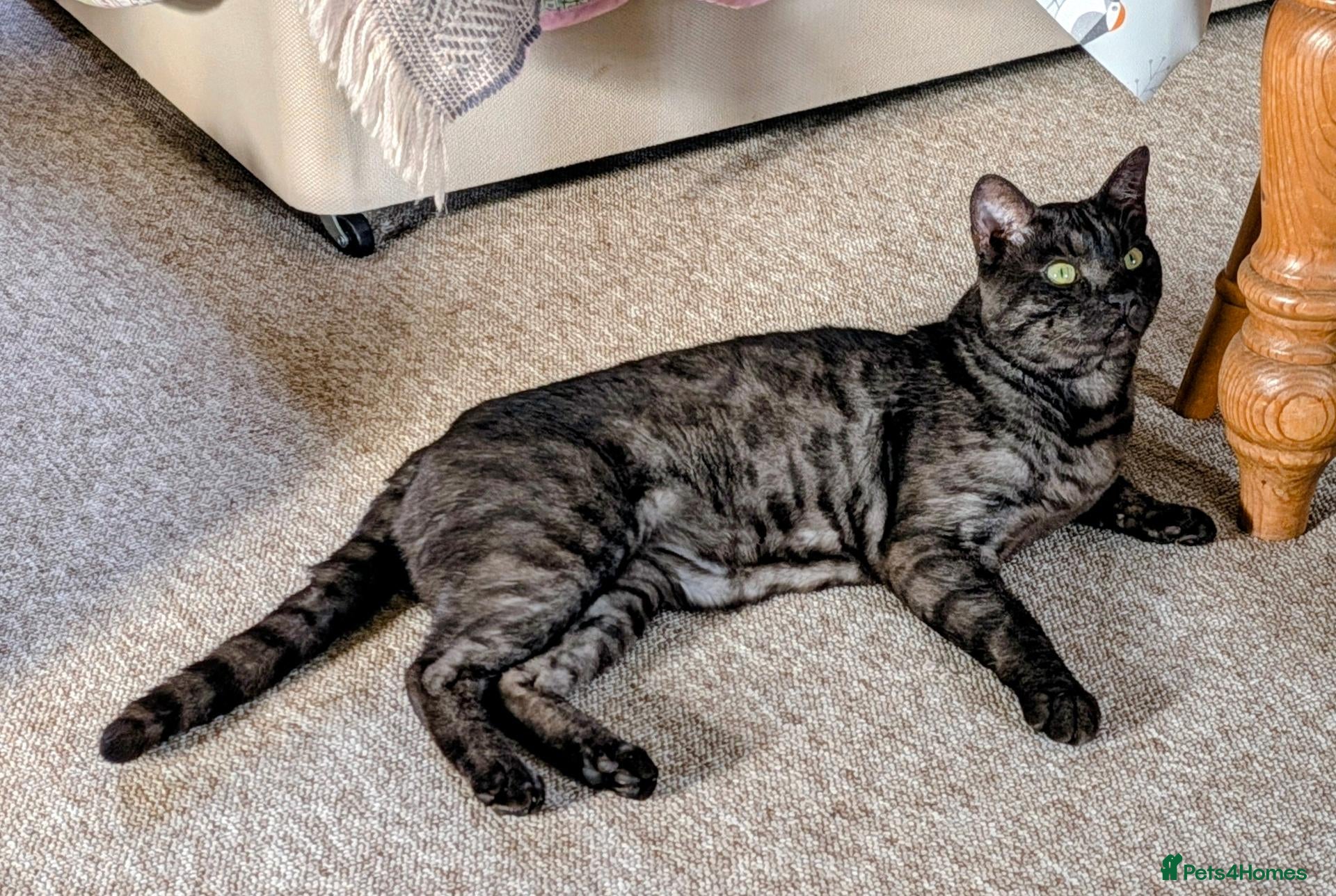 Bengal cats Bengal needs knowledgeable secure home - Advert 1