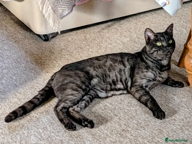 Bengal cats for sale: Bengal needs knowledgeable secure home - Advert 1