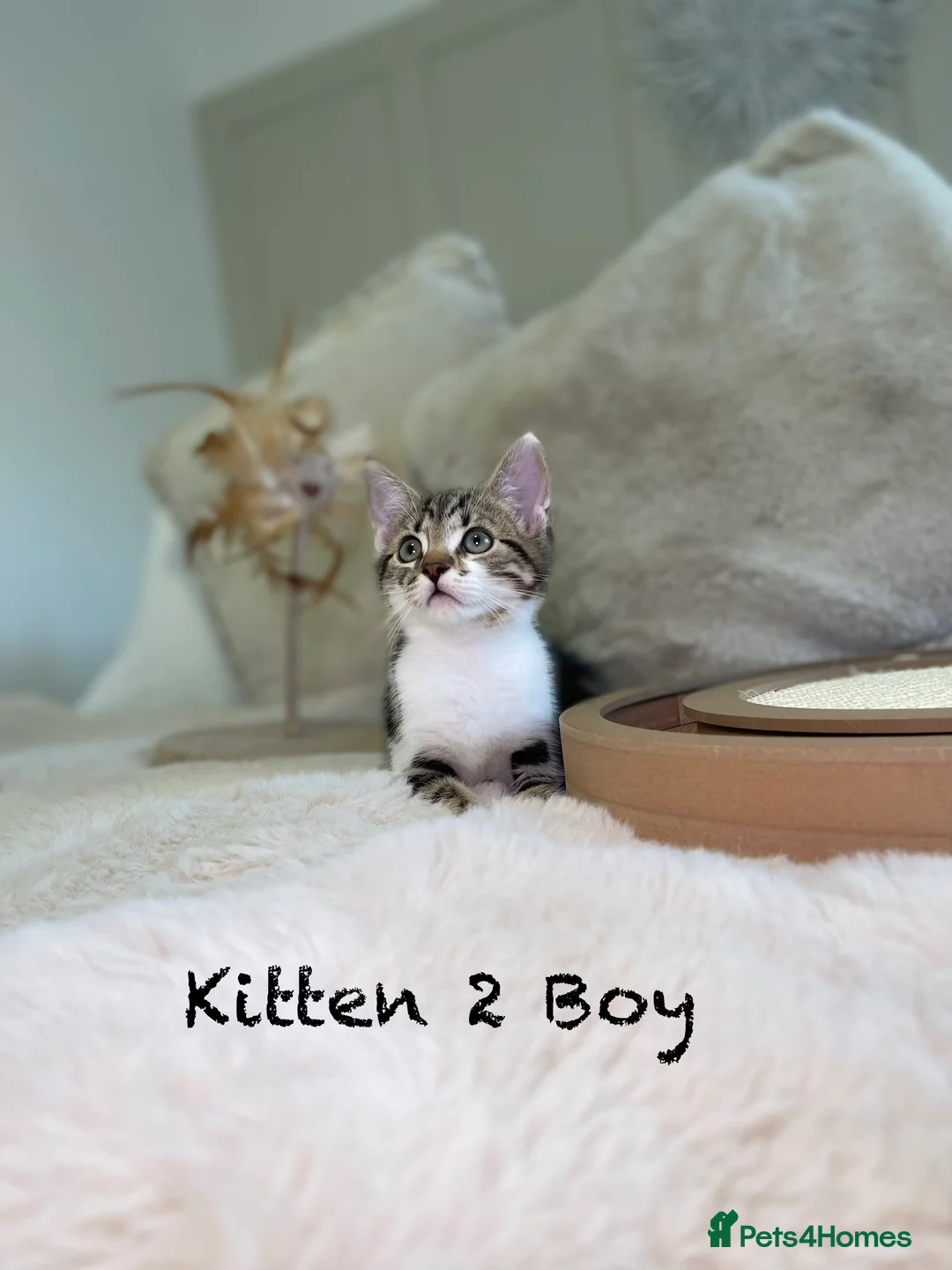 Mixed Breed cats for sale: Stunning kittens 8 weeks old ready now  - Advert 6