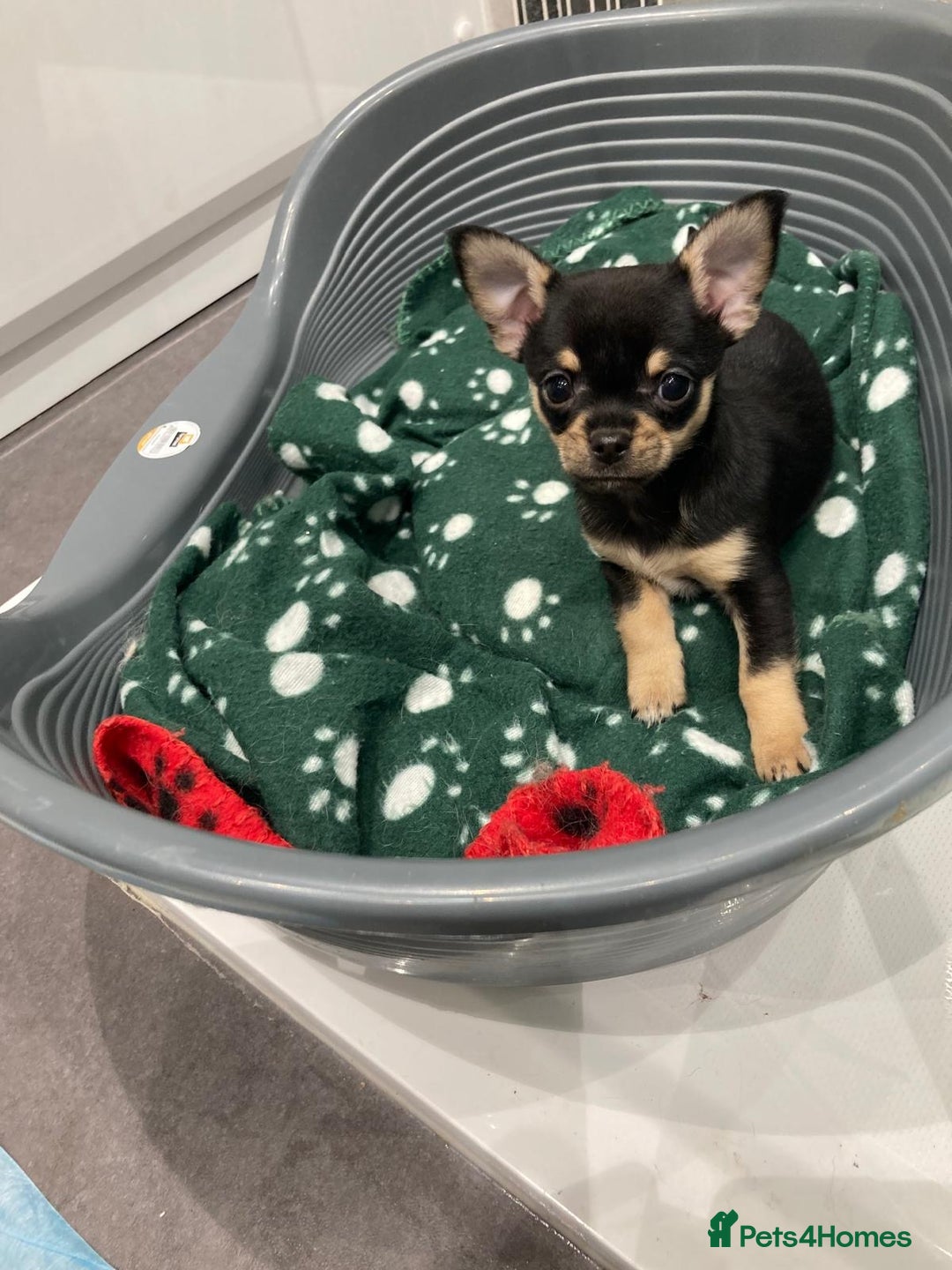 Chihuahua dogs for sale: 3 Beautiful Chihuahua puppies for sale  - Advert 7