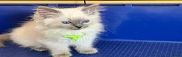 Ragdoll cats for sale: GCCF Ragdoll 🏆Champion Bloodline🌟5-Gen Pedigrees - Advert 1