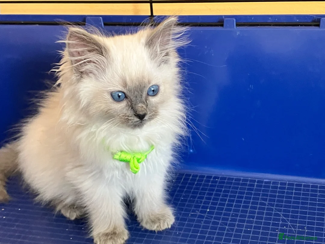 Ragdoll cats for sale: GCCF Ragdoll 🏆Champion Bloodline🌟5-Gen Pedigrees - Advert 1