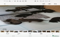 Belgian Shepherd Dog dogs for sale: Belgian malinois puppies  - Image 8