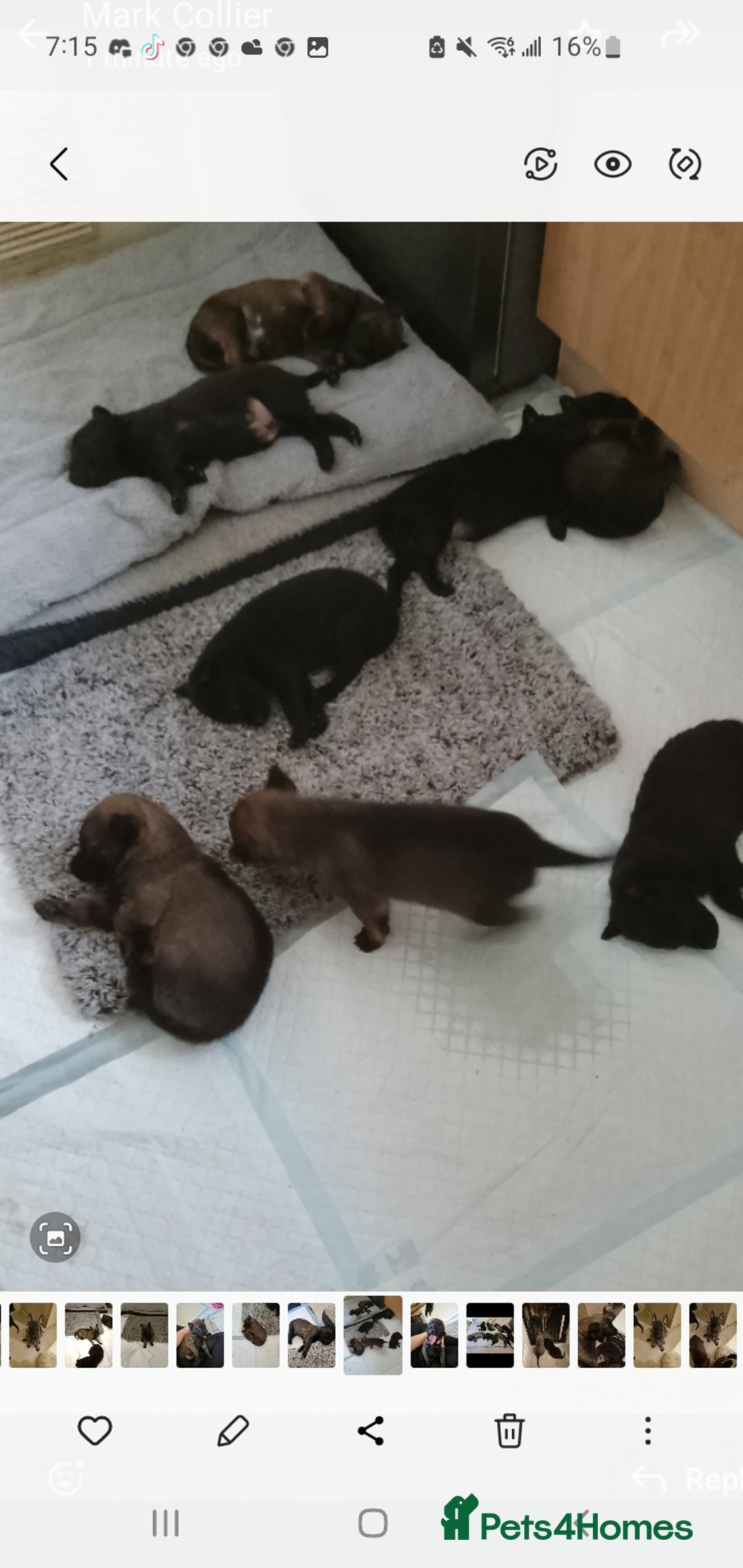 Belgian Shepherd Dog dogs for sale: Belgian malinois puppies  - Image 8