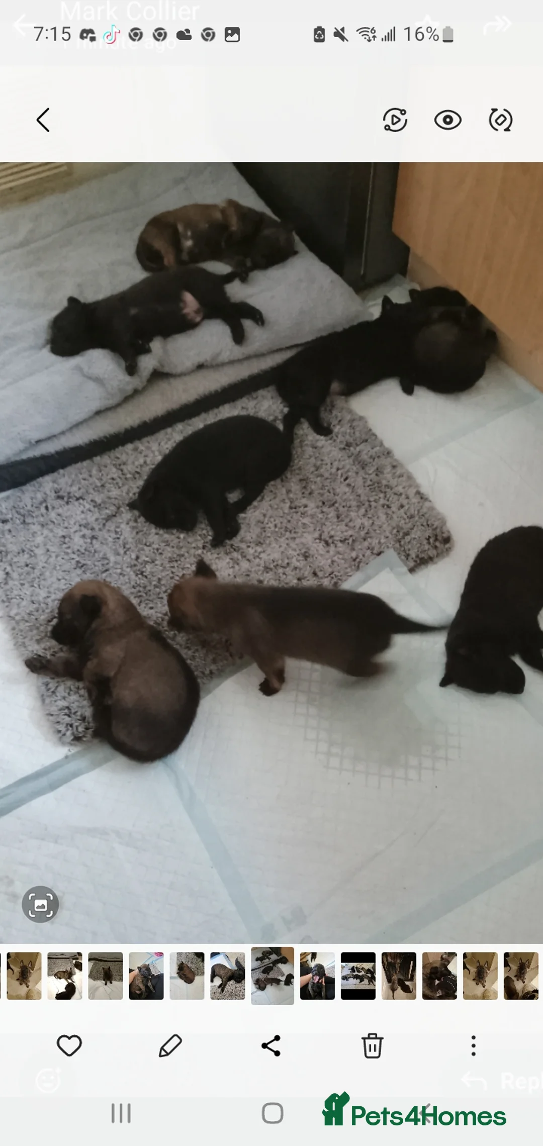 Belgian Shepherd Dog dogs for sale: Belgian malinois puppies  - Advert 8