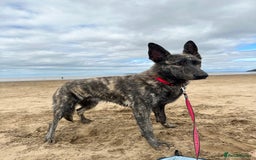 Mixed Breed dogs for sale: Looking for good home - Image 5