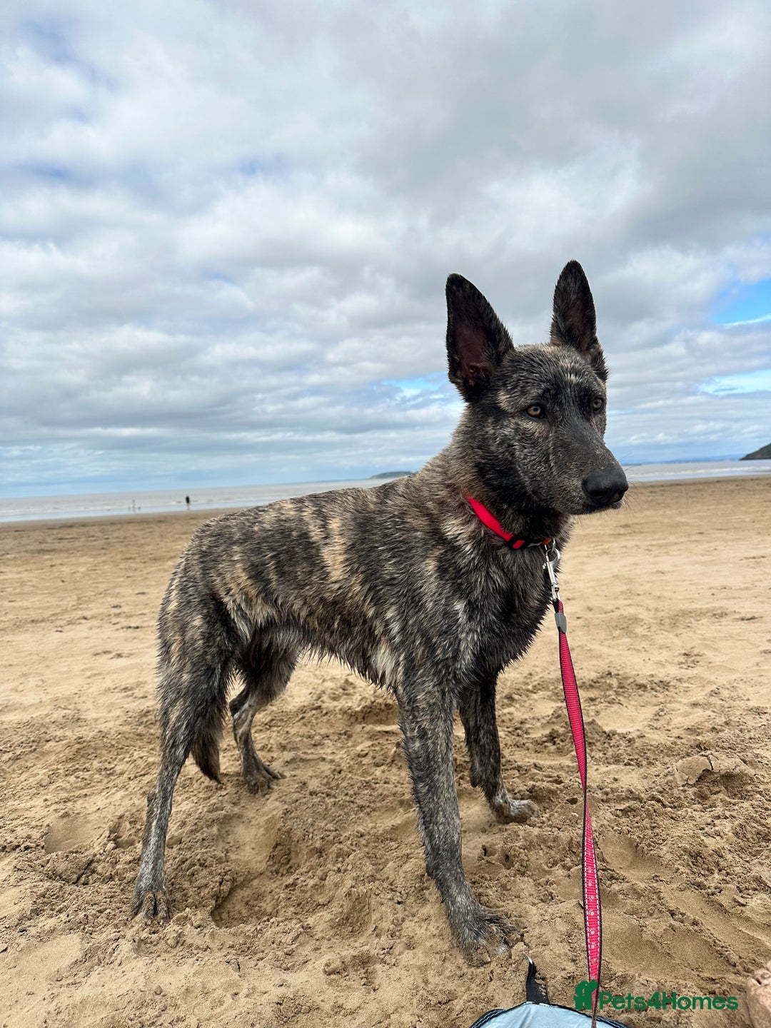 Mixed Breed dogs for sale: Looking for good home - Image 5