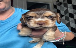 Cocker Spaniel dogs for sale: Stunning litter of Show Cocker Spaniel Puppies - Image 15