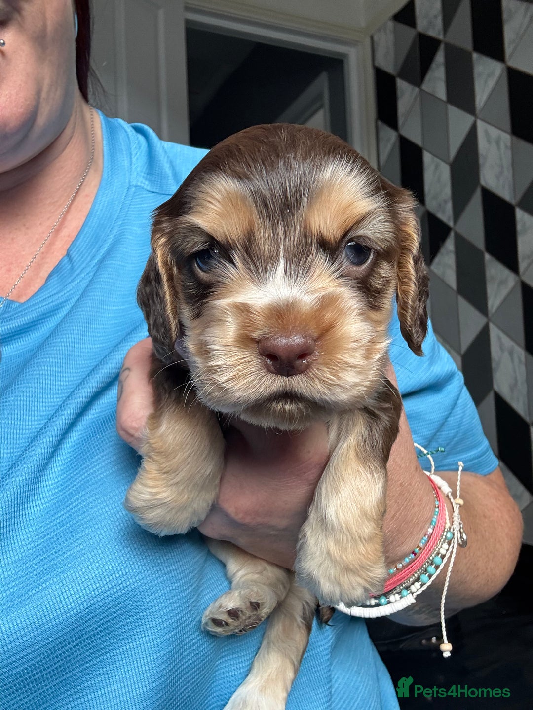 Cocker Spaniel dogs for sale: Stunning litter of Show Cocker Spaniel Puppies - Image 15
