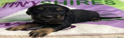 Cocker Spaniel dogs for sale: KC BLACK AND TAN boys 17 dna health tested clear  - Advert 3