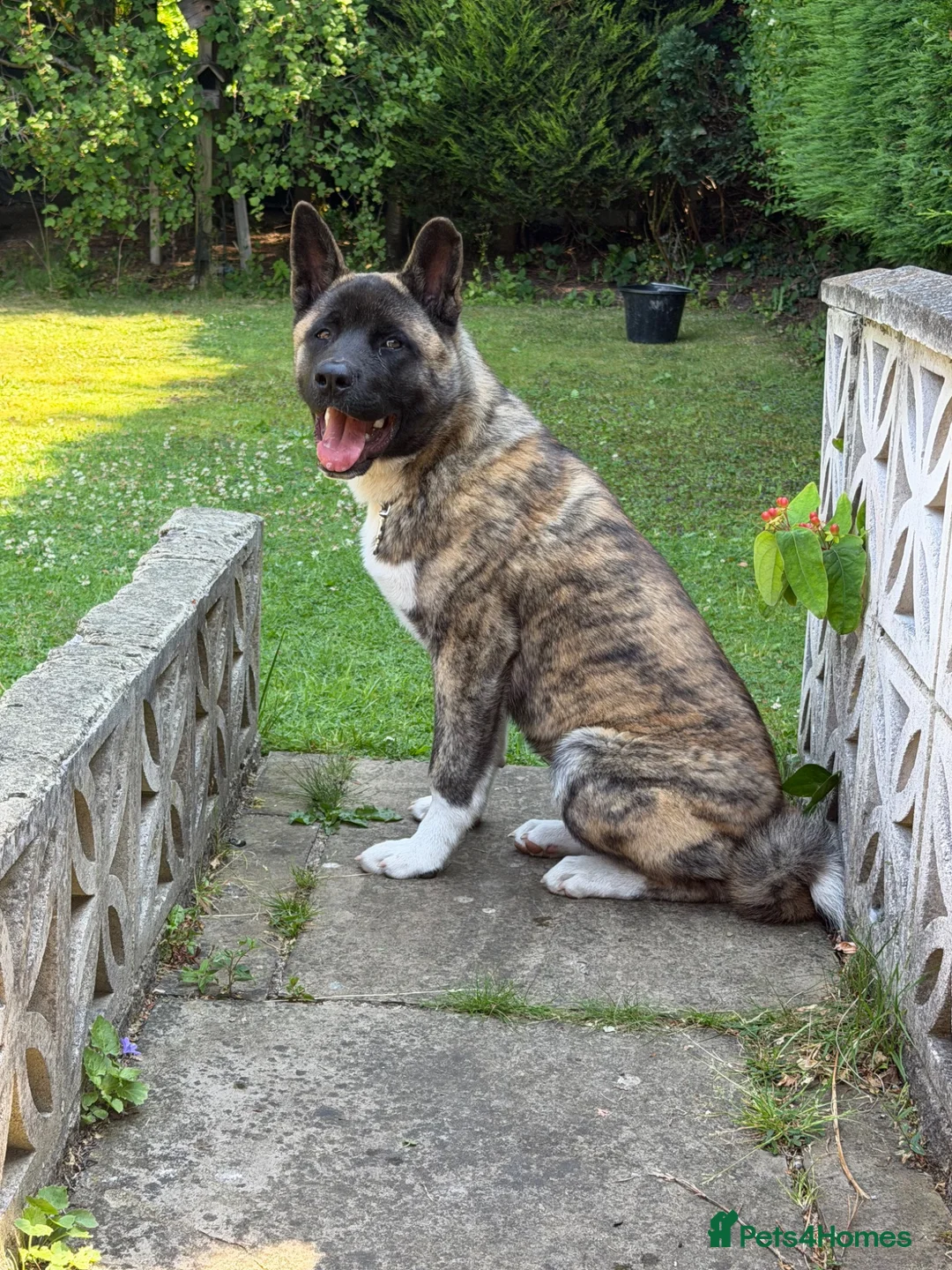 Akita dogs for sale: 6 Months Old American Akita  - Advert 3