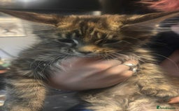 Maine Coon cats for sale: 2 X Female Tabby pure bred Maine Coon kittens  - Image 7
