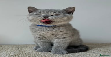 British Shorthair cats - Advert 8