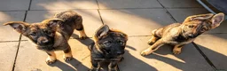 Mixed Breed dogs for sale: 🐶German Shepherd x Dutch Working-Line Puppies 🐶 - Advert 5