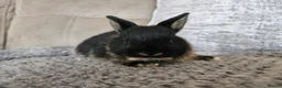 Netherland Dwarf rabbits for sale: Gorgeous tiny baby boy  - Advert 1