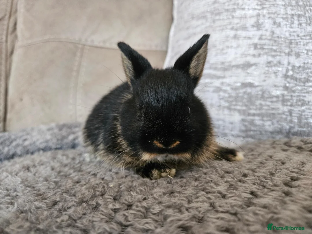 Netherland Dwarf rabbits for sale: Gorgeous tiny baby boy  - Advert 1
