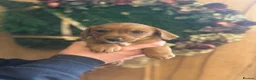 Mixed Breed dogs for sale: Adorable Norfolk Terrier × Jackdach Puppies - Advert 5
