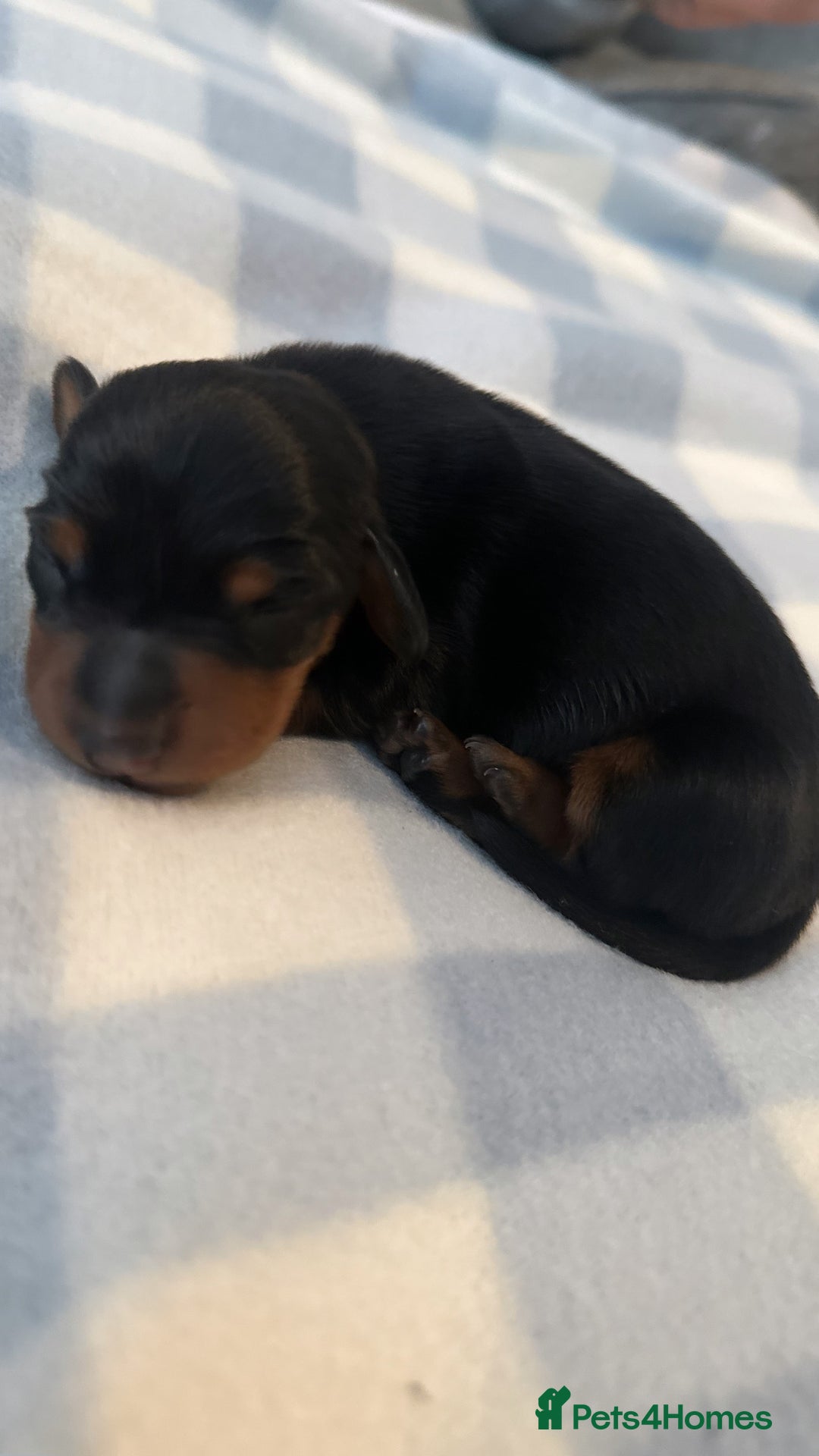 Miniature Dachshund dogs for sale: Miniature daschunds   - Image 14