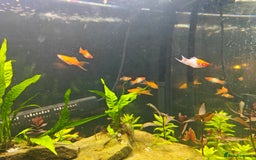 Swordtails fish for sale: Swordtails orange lyretail,kohak,tri colour  - Image 1