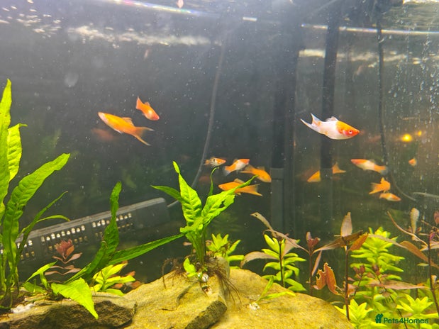 Swordtails fish - Advert 15
