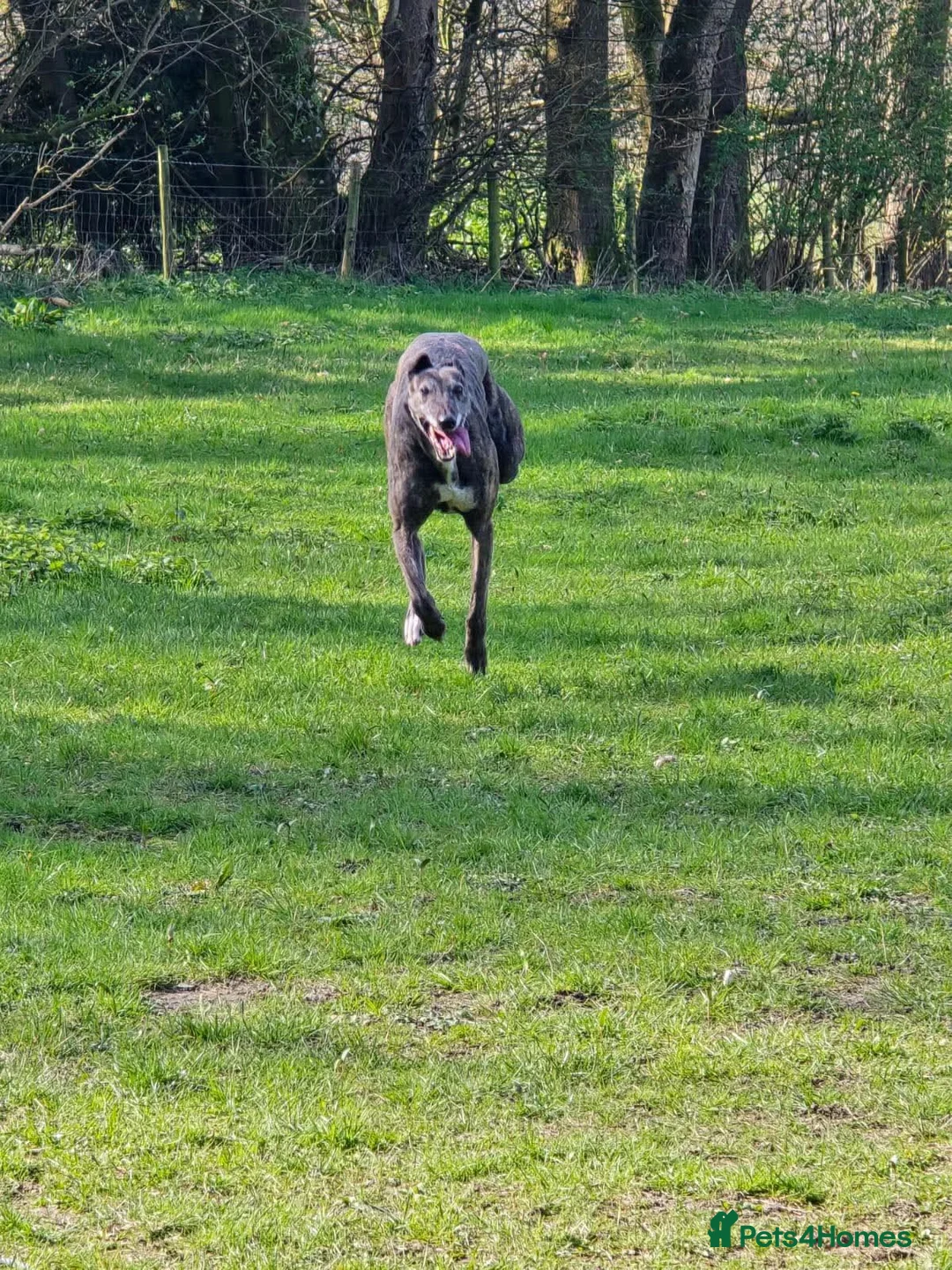 Greyhound dogs for adoption: Cass  in Shaftesbury - Advert 1