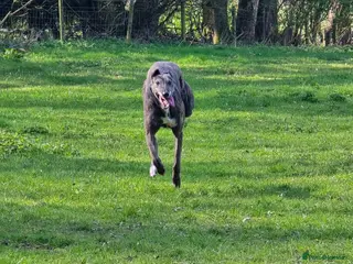 Greyhound dogs Cass - Advert 5
