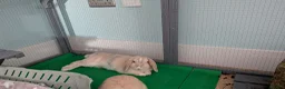 Mini Lop rabbits for sale: 2 Beautiful mini lops  in Newcastle upon Tyne - Advert 2