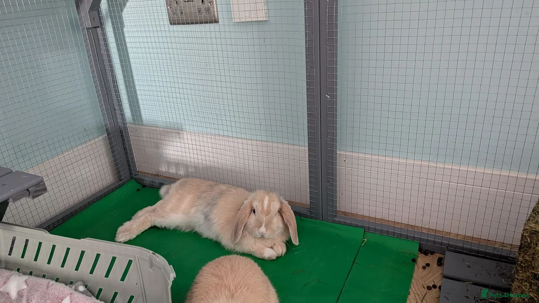 Mini Lop rabbits for sale: 2 Beautiful mini lops  in Newcastle upon Tyne - Advert 2
