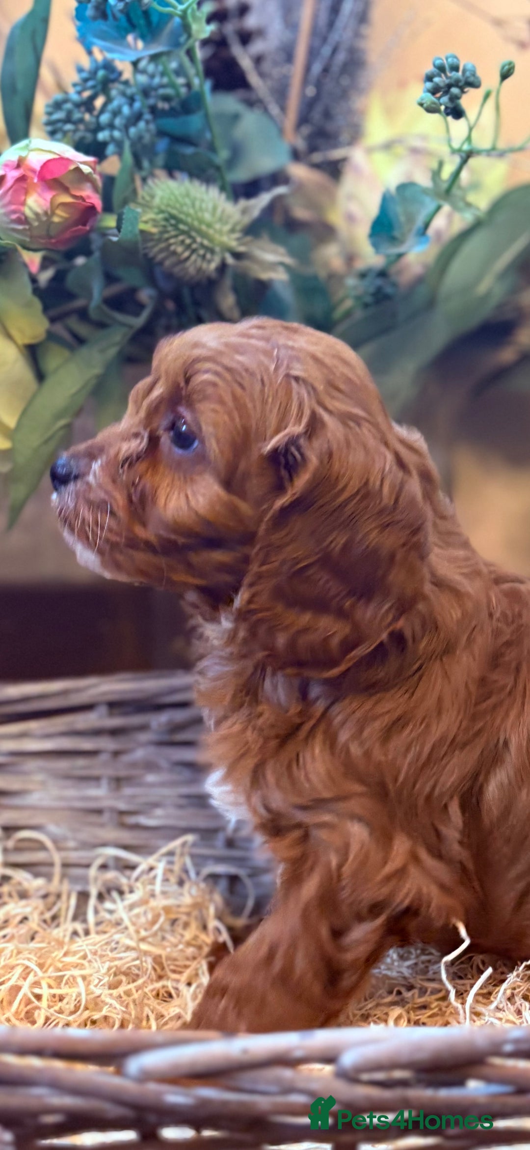 Cavapoo dogs for sale: Health tested toy cavapoo boys - Advert 15