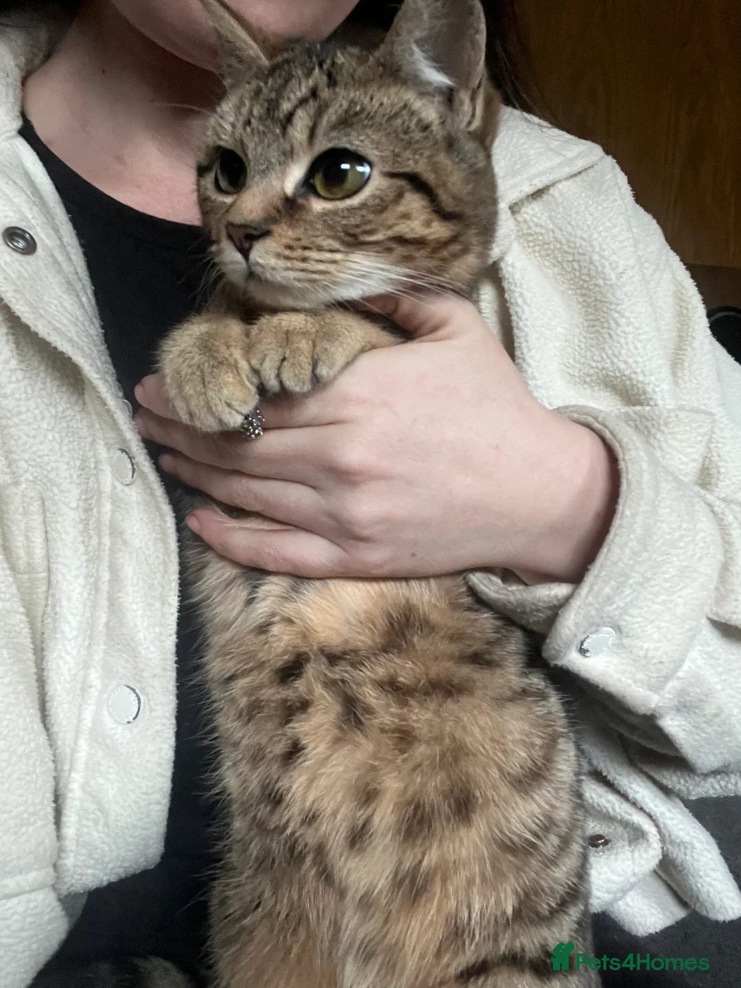 Bengal cats for sale: Bengal kittens  - Advert 1