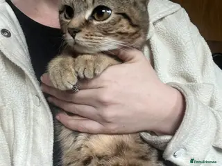 Bengal cats Bengal kittens - Advert 18