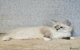 Ragdoll cats for sale: Stunning registered seal tabby ragdoll GC lines - Image 11