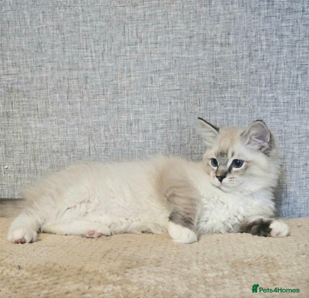Ragdoll cats for sale: Stunning registered seal tabby ragdoll GC lines - Image 11