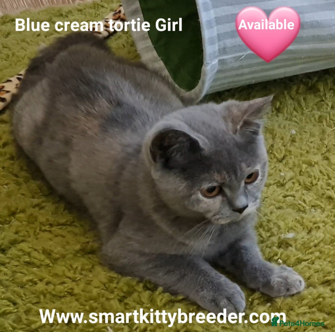 British Shorthair cats for sale: BSH Brother & sister READY NOW! GCCF reg.  in Lowestoft - Image 8