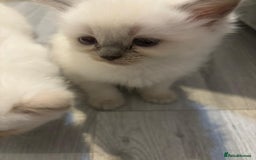 Ragdoll cats for sale: Ragdoll Kittens looking for loving new home - Image 11