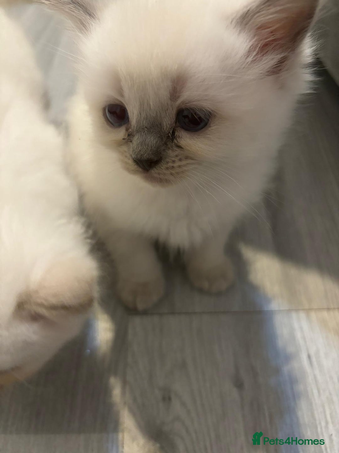 Ragdoll cats for sale: Ragdoll Kittens looking for loving new home - Image 11