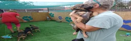 Mixed Breed dogs for adoption: 🐾💛 ANGELA – A LITTLE GIRL FOR A LOVING HOME 💛🐾 - Advert 10