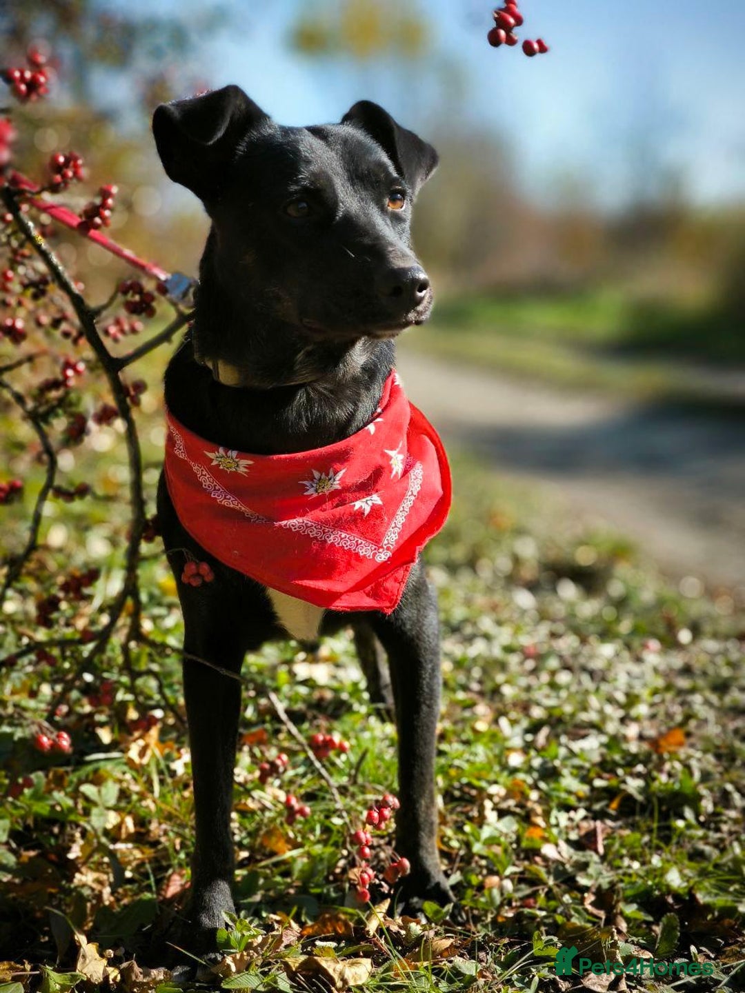 Mixed Breed dogs for adoption: 💖🐶 BLACKY 🐶💖 - Advert 6