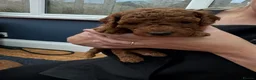 Cockapoo dogs for sale: A gorgeous litter of cockapoos 2 red and 1 black  - Advert 5