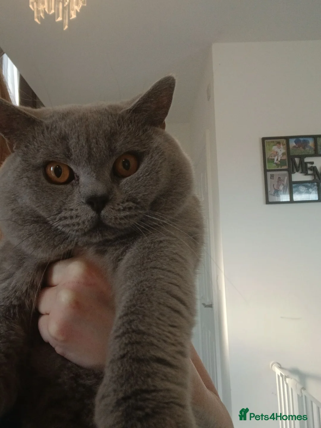 British Shorthair cats for sale: LAST BOY LEFT!! BEAUTIFUL BRITISH SHORTHAIR ❤️ - Advert 2