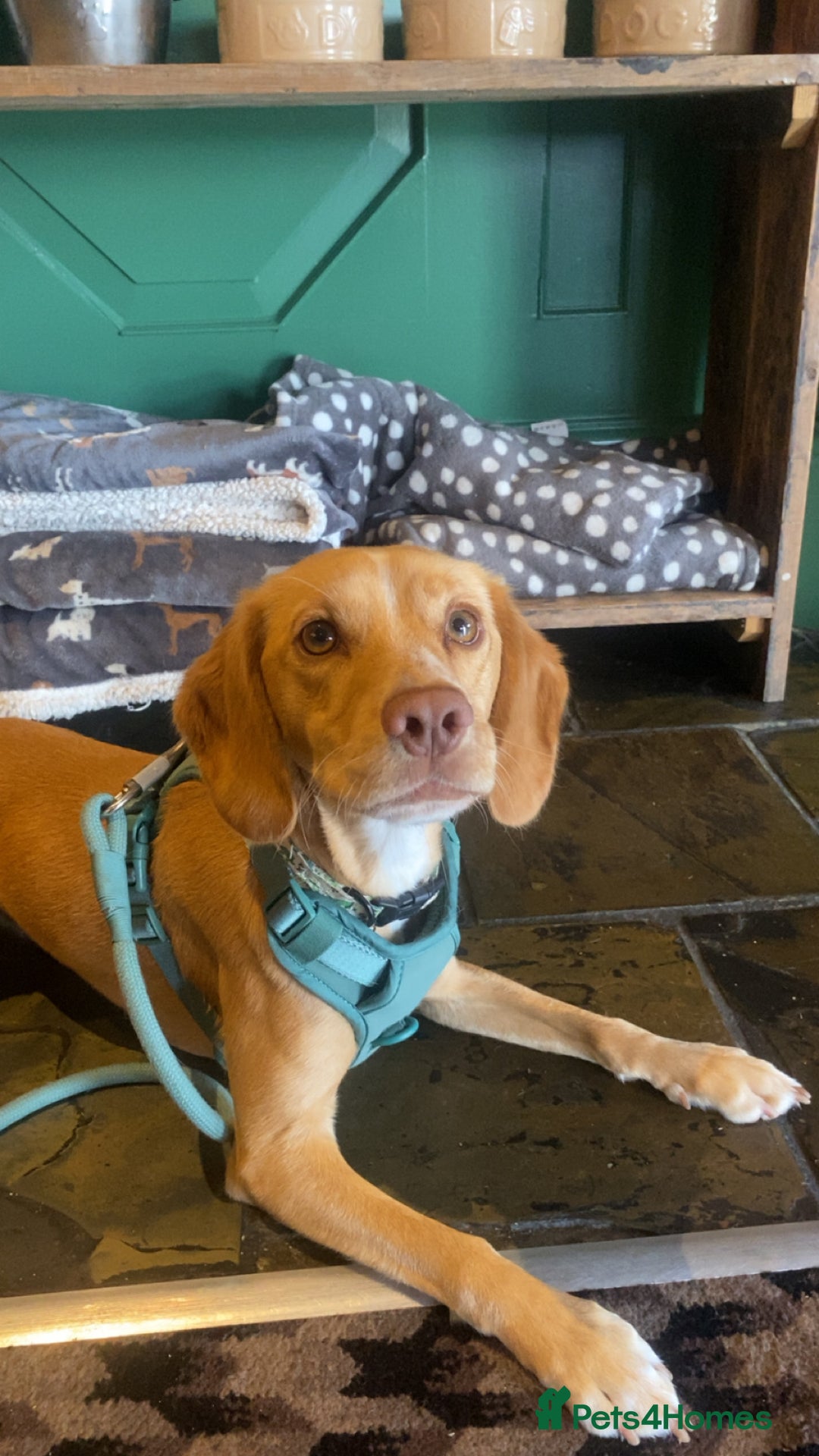 Mixed Breed dogs for sale: Archie - Jack Russel x cocker spaniel  - Image 1