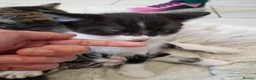 Mixed Breed cats for sale: Kittens ready now,  - Advert 17