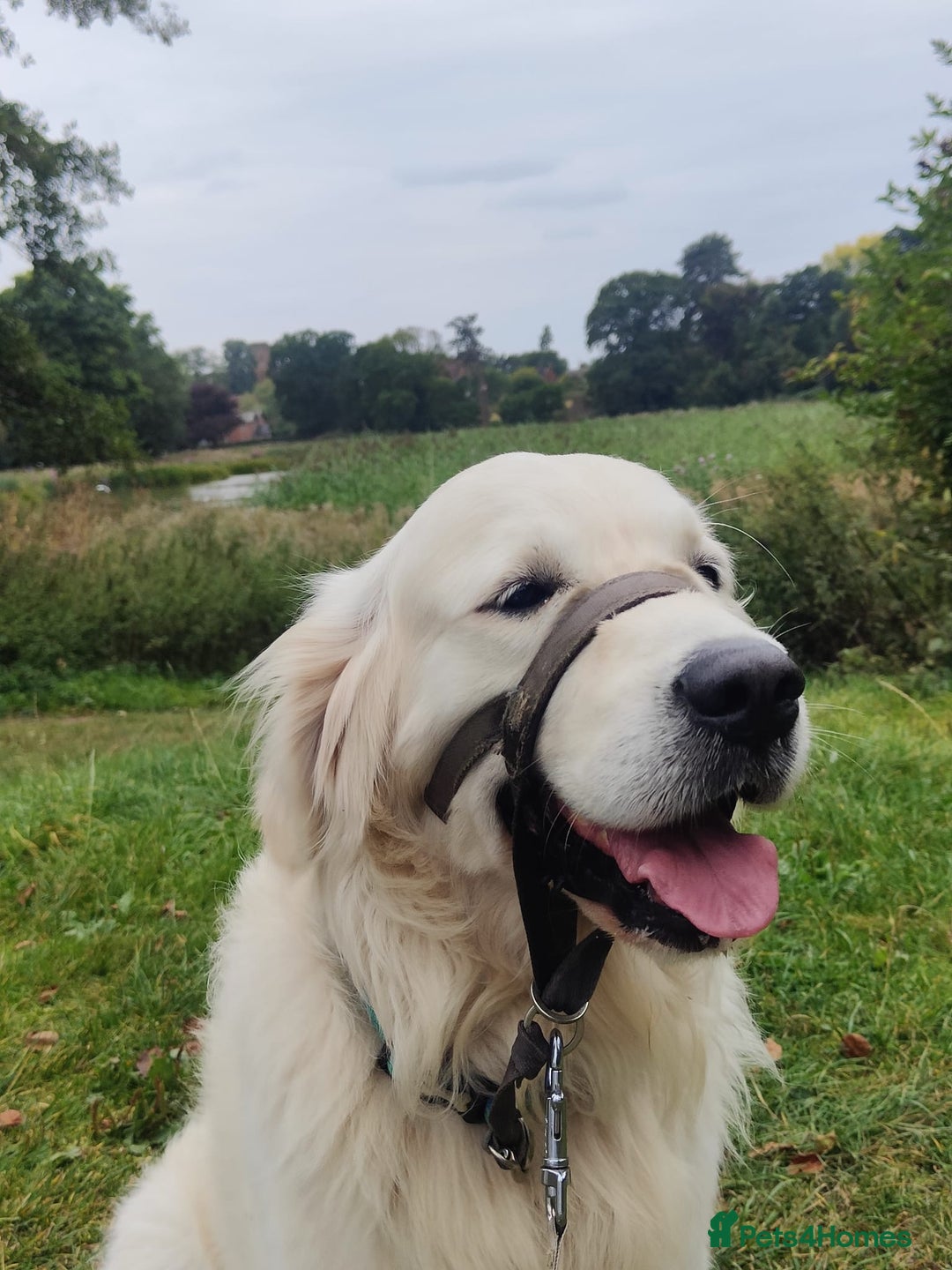 Golden Retriever dogs for sale: Gorgeous Golden retrievers Puppies for new homes - Image 4