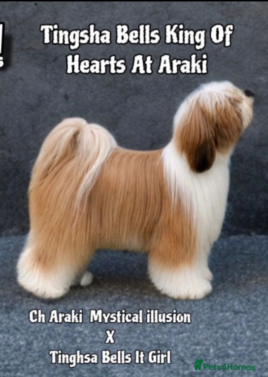 Tibetan Terrier dogs for sale: Waiting list opened for KC Reg expected litter - Advert 3
